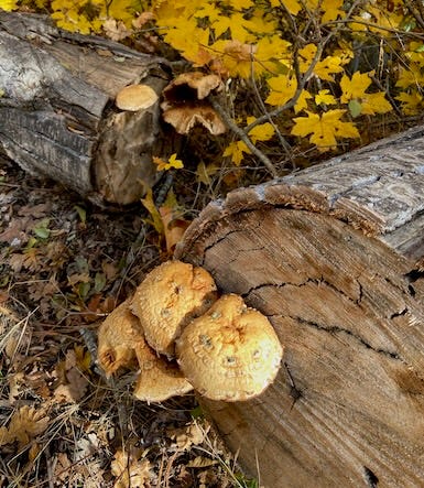 Fungi and big leaf maple