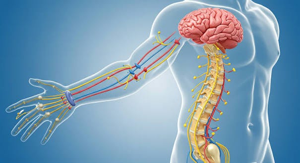 How the Nervous System Works: A Beginner's Guide to Brain and Nerve Function