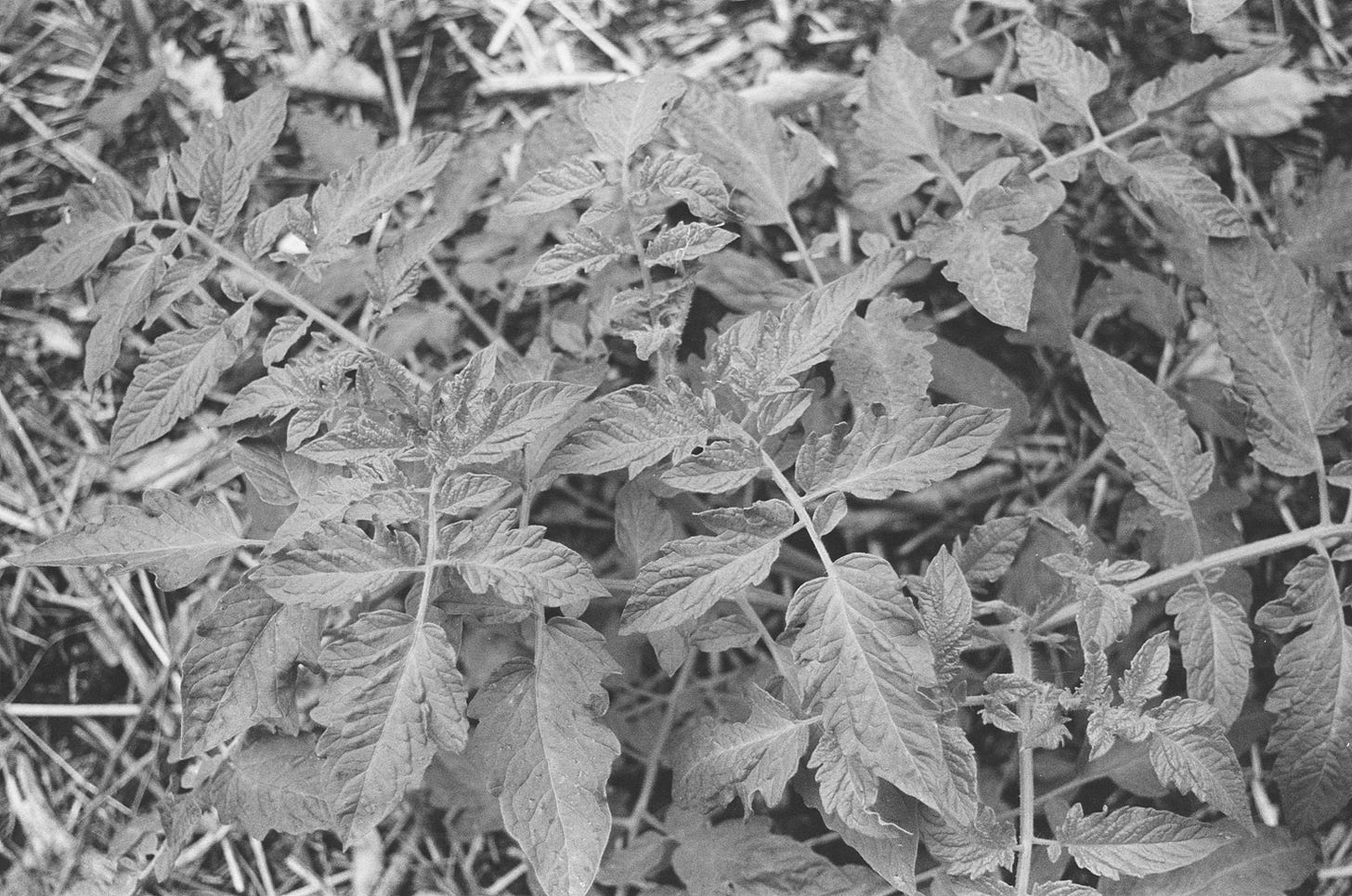 tomato, tomato leaves, tomato plant, plants, black and white, organic, gardening