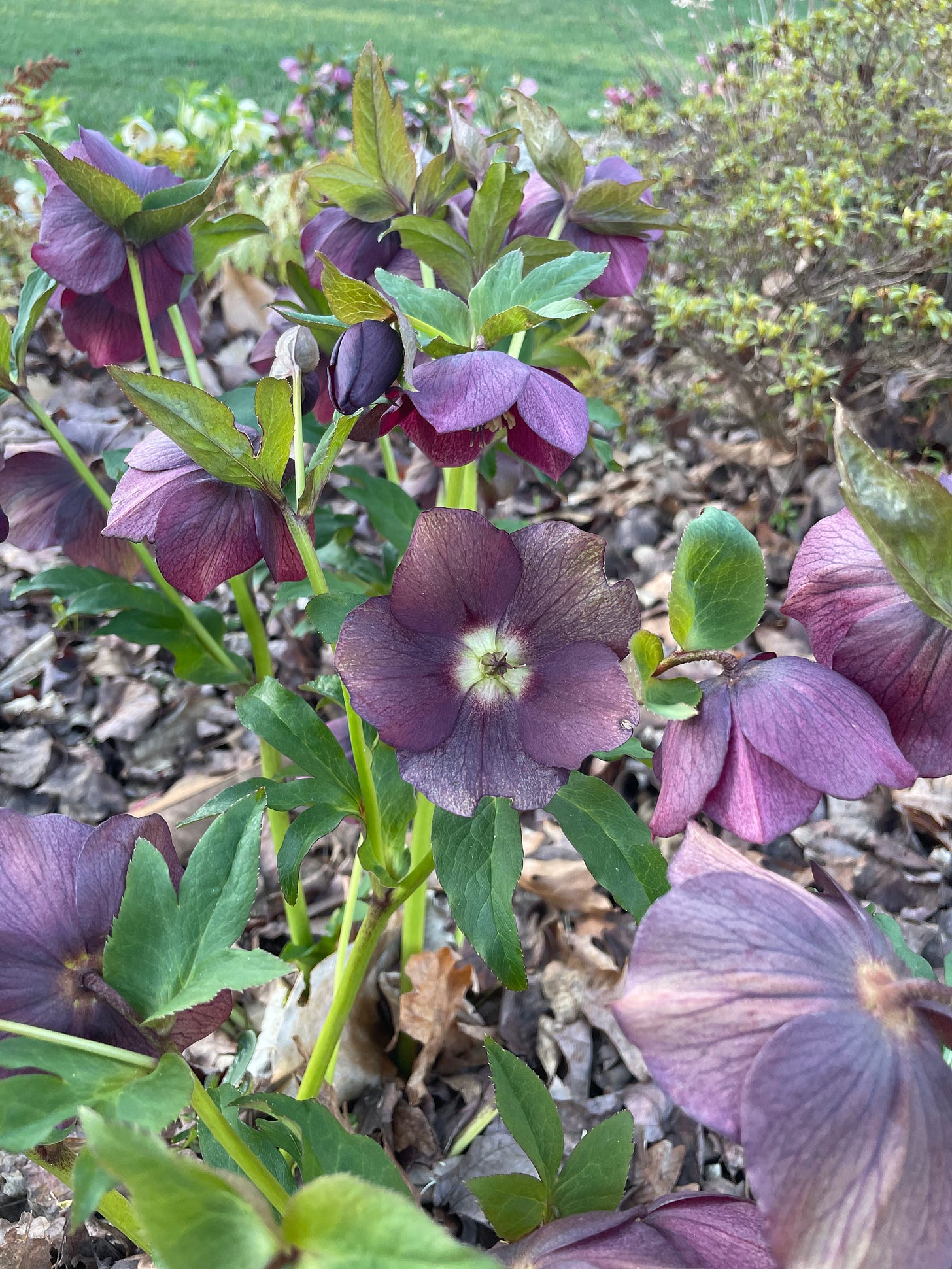 A hellebore plant with many purple flowers, all of which are faced down except for one in the middle, which is "looking" right at the camera