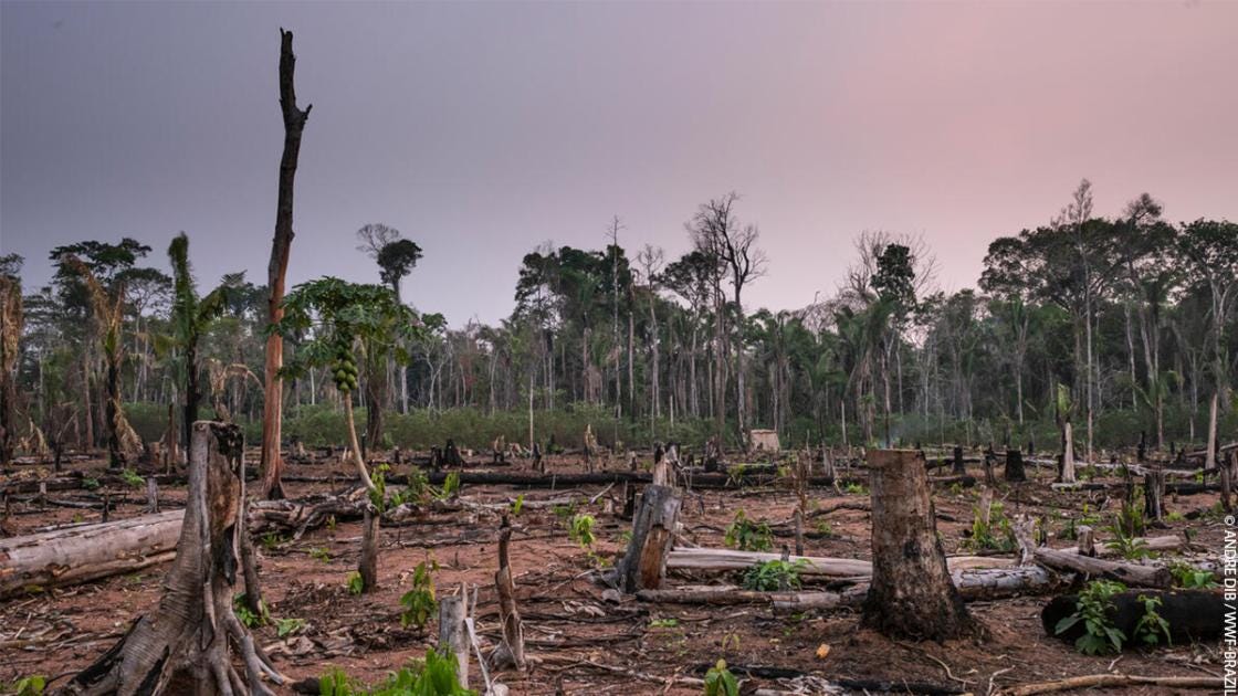 3 ways you can help the Amazon Rainforest | WWF