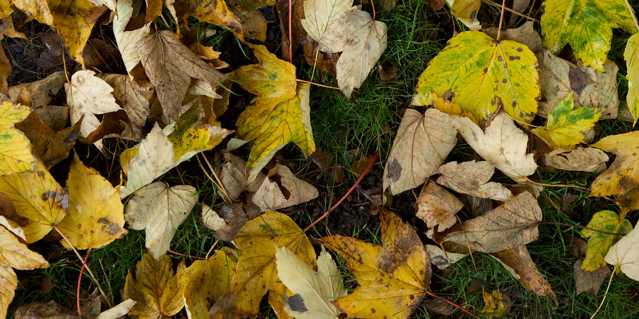 Let falling leaves lie