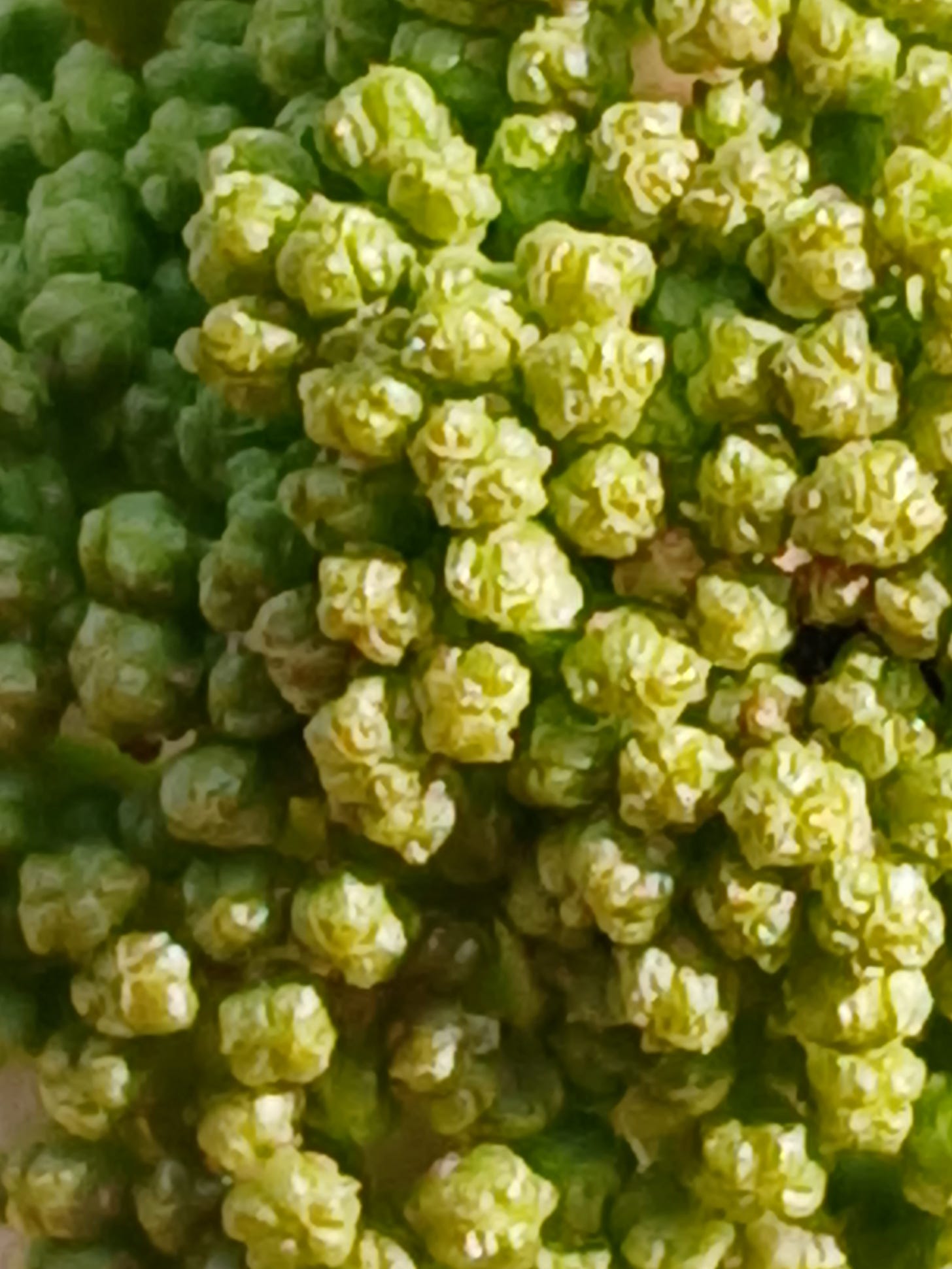 A cluster of light green buds