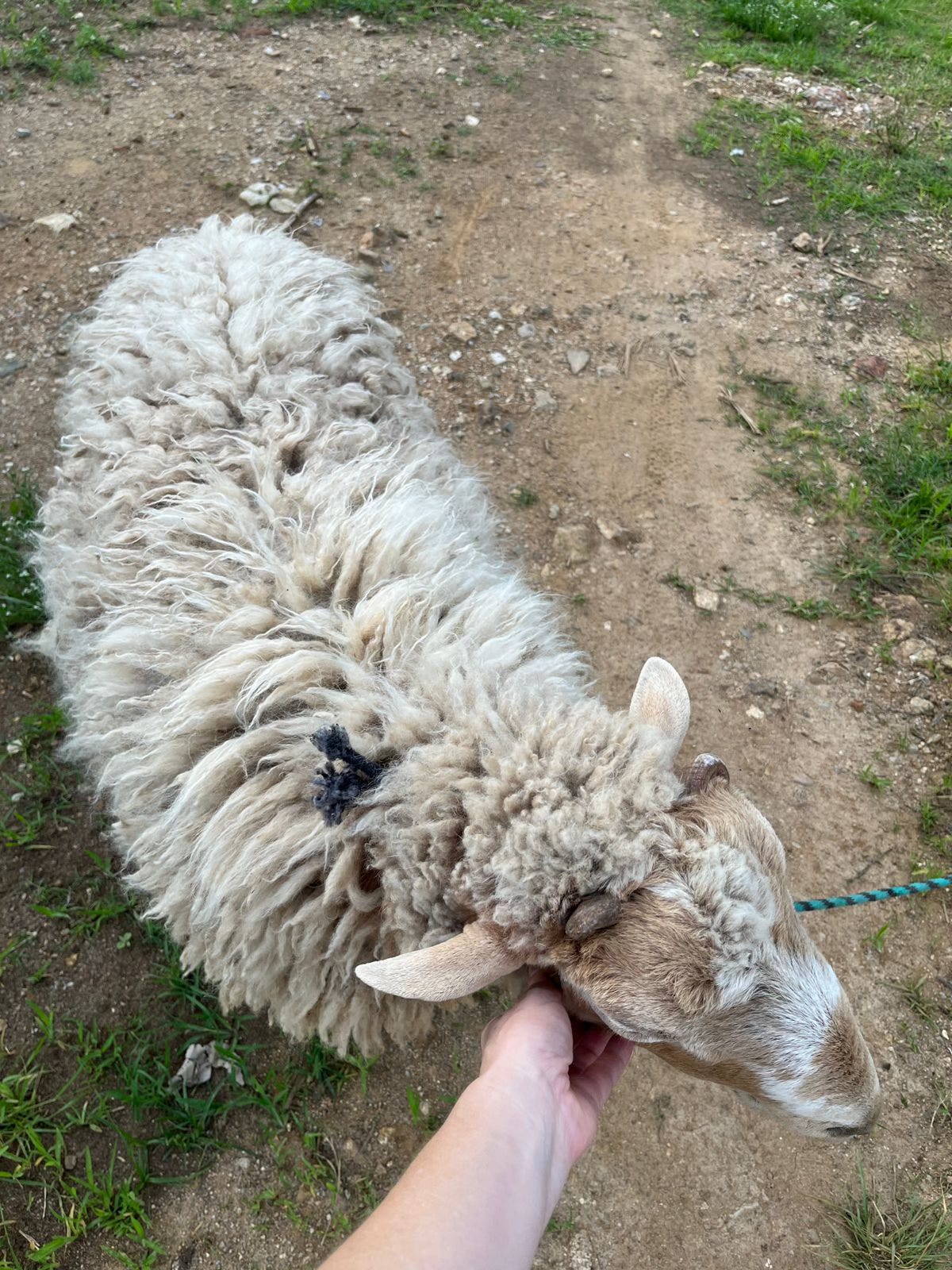 A top-down photo of a sheep being pet by a hand.