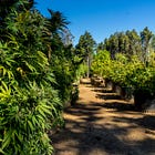 County to hold public hearing this week on latest cannabis ordinance updates