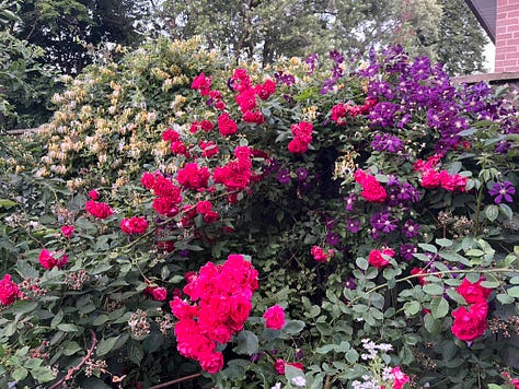 Westerland with unknown red rose from neighbor, Boscobel, Eden (2x), Dr. Huey with Jackmanii and honeysuckle, a rose arrangement