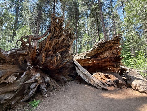 Murphys, big trees