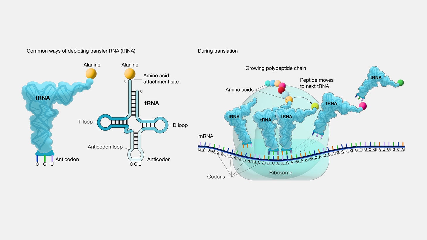 Transfer RNA Transfer RNA