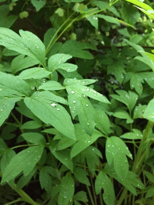 garden weeps garden weeps