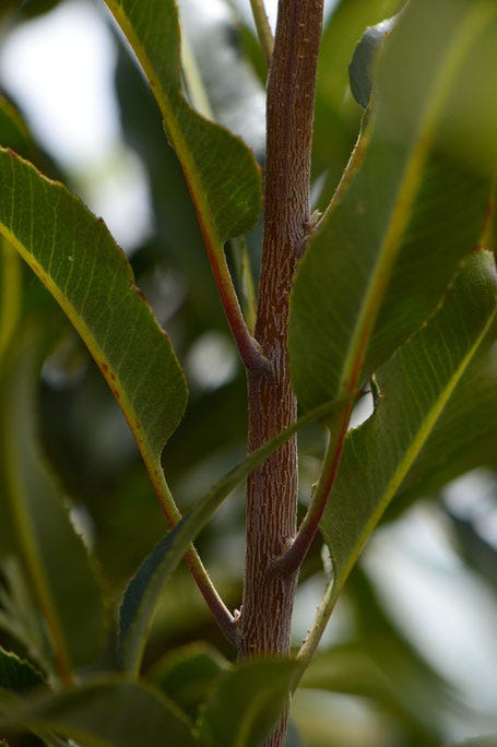 small sunny garden, desert garden, tree following, vauquelinia, californica, arizona rosewood, amy myers, photography