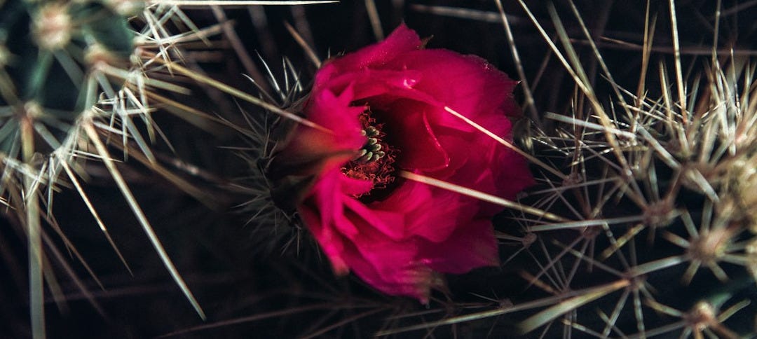 a pink flower in the middle of a cactus a pink flower in the middle of a cactus