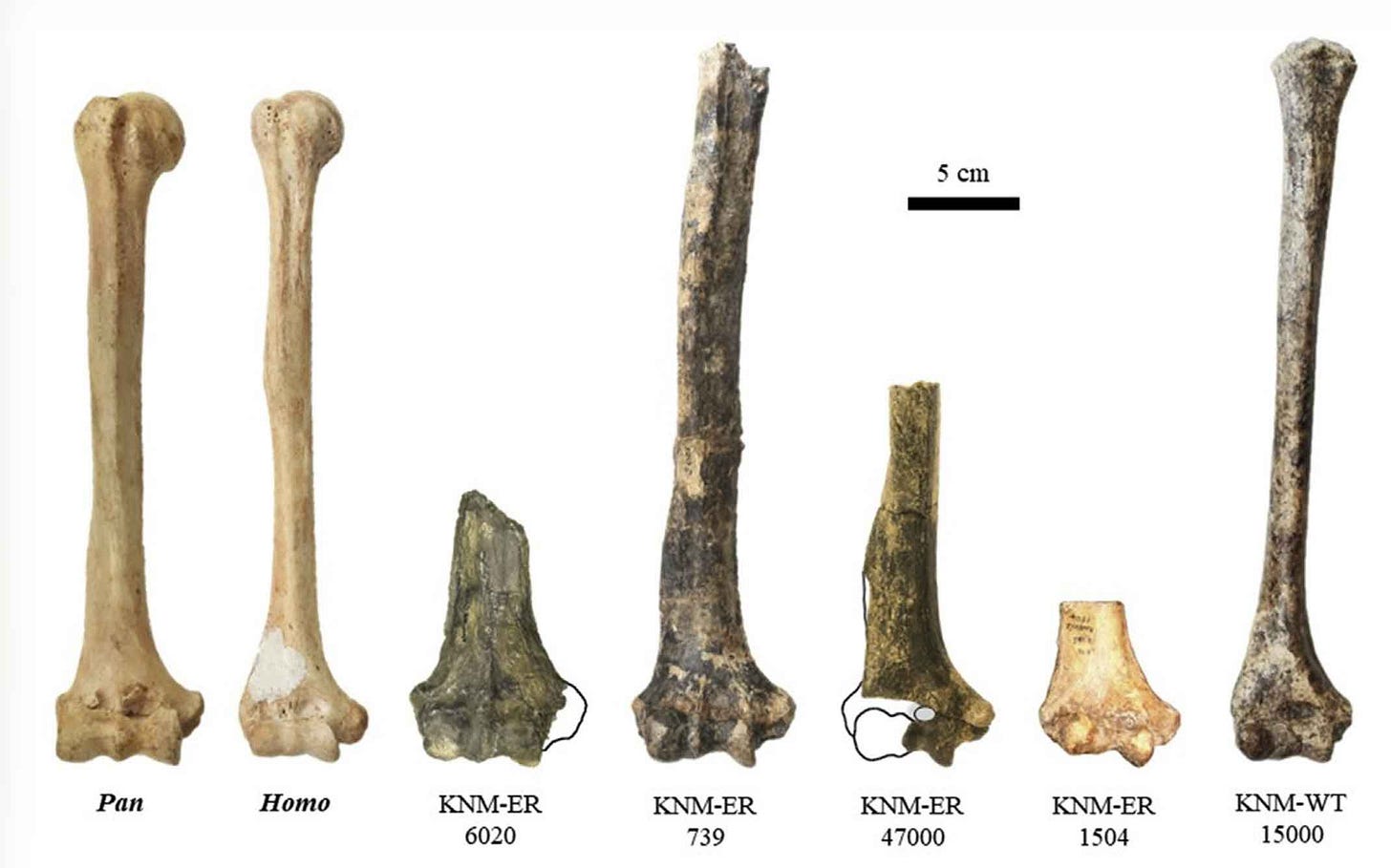 Five fossil humerus fragments including four large P. boisei humeri, the Turkana Boy humerus, and a humerus of a modern chimpanzee and humsn