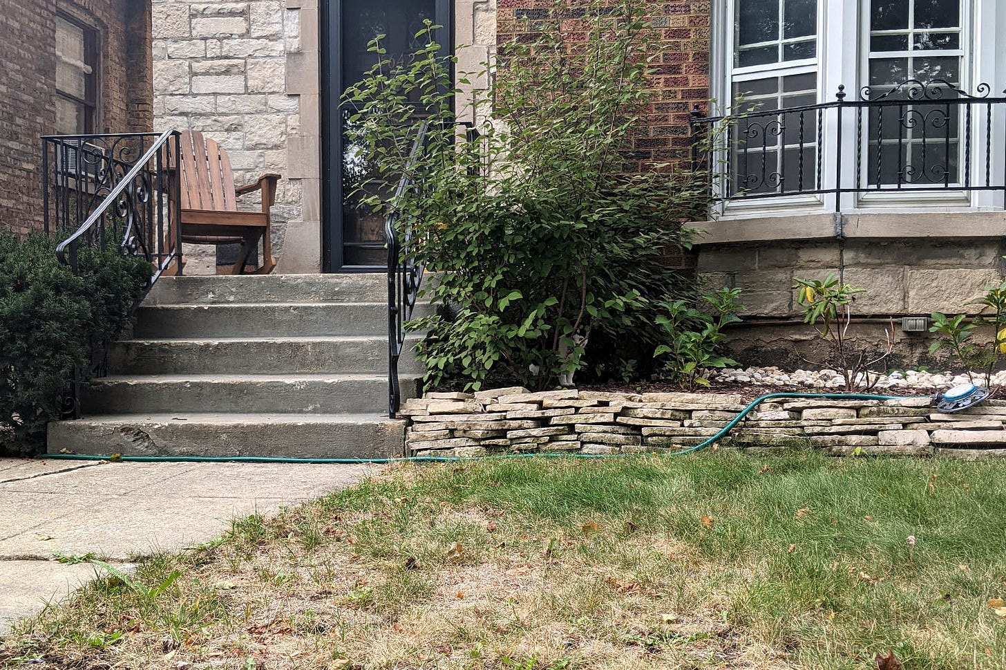 A cat hides in the bushes near a stone house with cement stairs