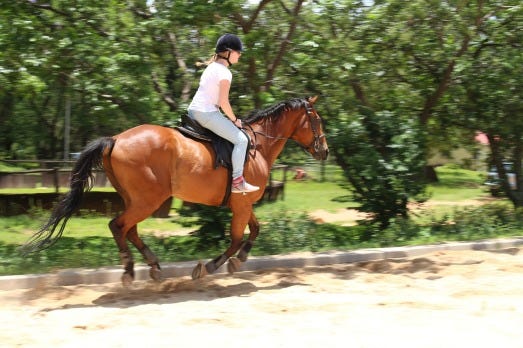horses-816793_1280