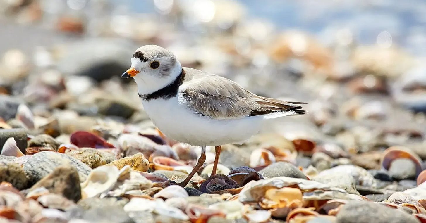 Piping Plover - Facts, Diet, Habitat & Pictures on Animalia.bio Piping Plover - Facts, Diet, Habitat & Pictures on Animalia.bio