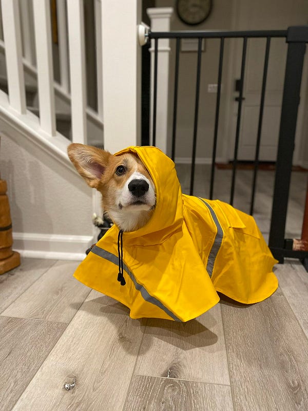 tan and white corgi wearing an oversized yellow rain coat. only his face is sticking out from under the hood and one ear. he looks upset.