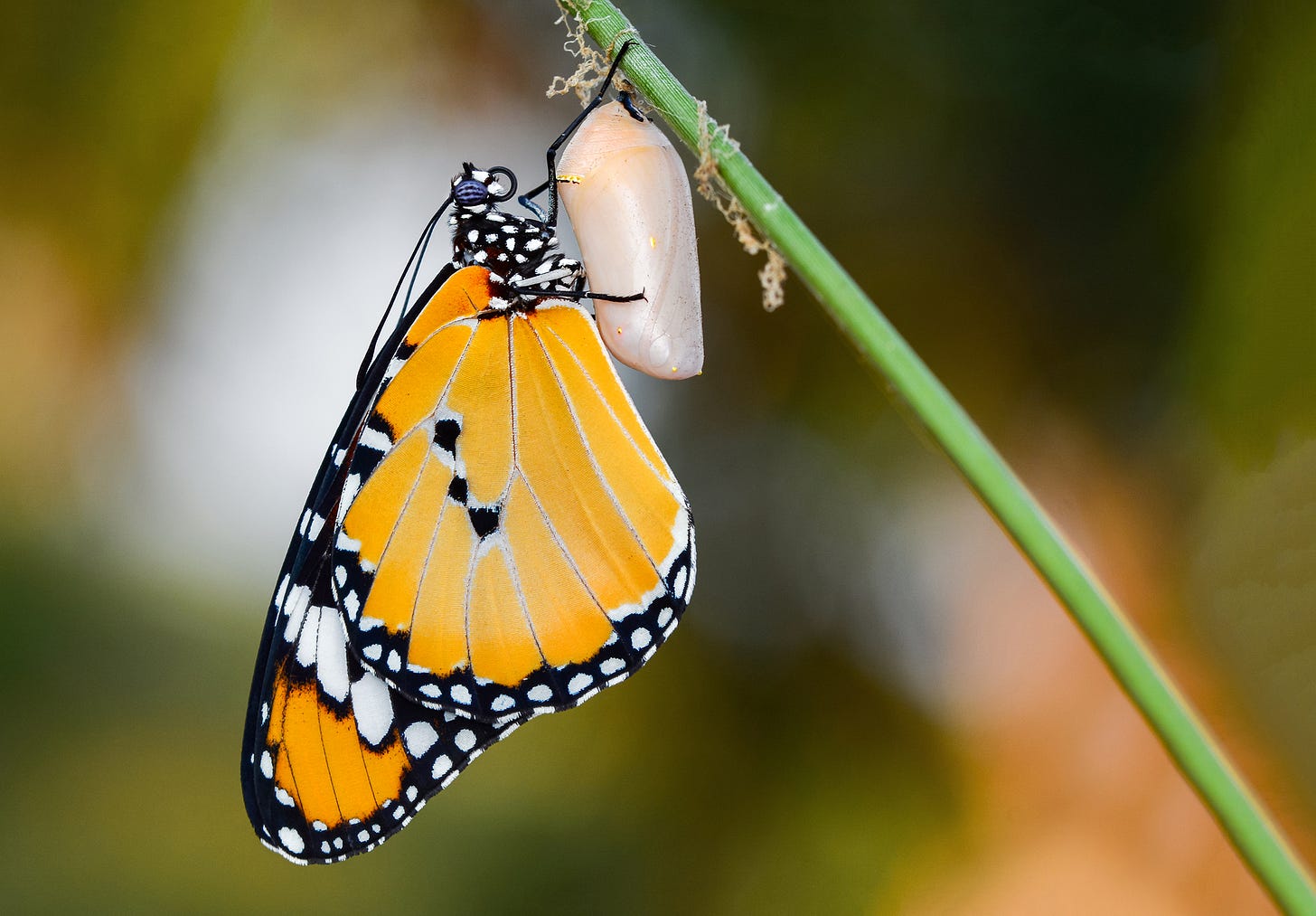 Butterfly on cocoon