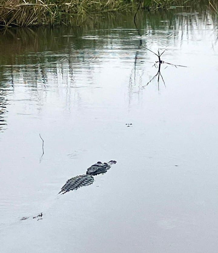 Photos of deer, birds and an alligator.