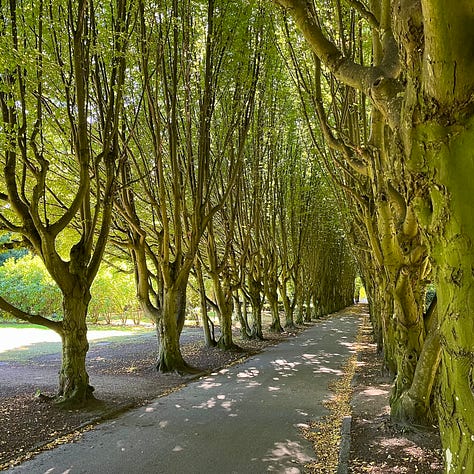 allee of tall trees bare in winter and with spring green leaves; a small wooden doll's head with red cap wedged in a fork of a tree