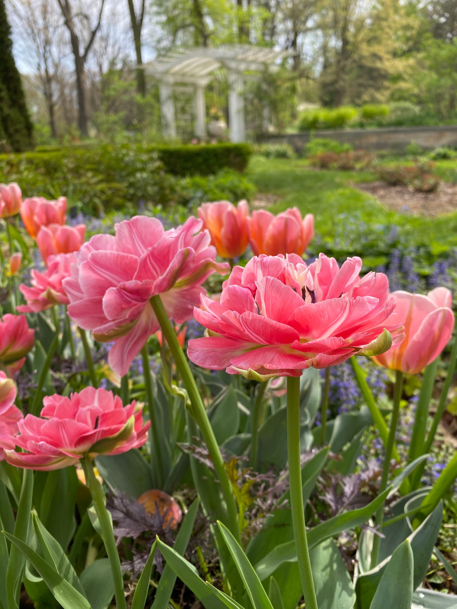 tulips in the gardens at Newfields