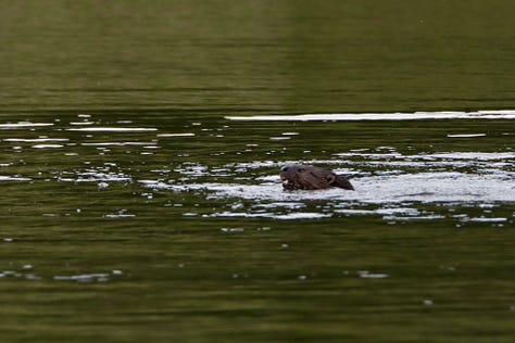 Spotted-Necked Otters swimming in the dam at Millstream in Dullstroom, South Africa. Photo Credit: Garren Smith