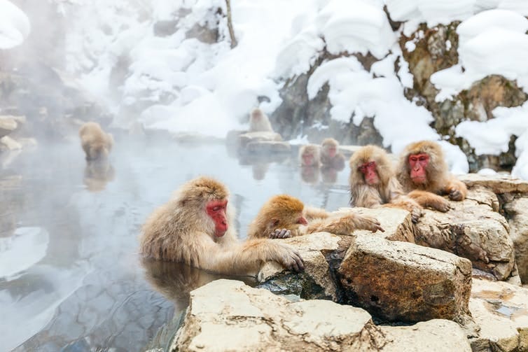 a group of japanese macaques in a steamy lake surrounded by snow a group of japanese macaques in a steamy lake surrounded by snow