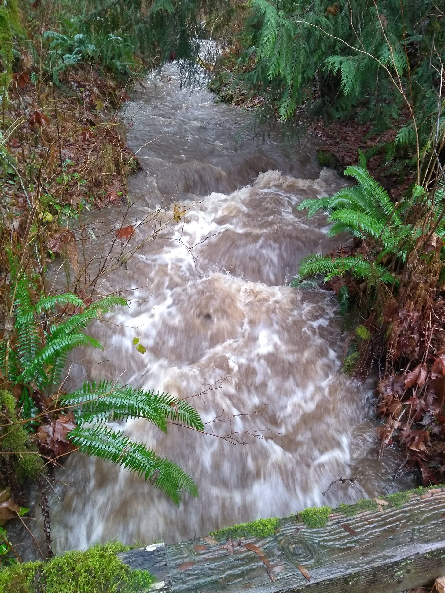 The west creek in flood, seen from the edge of the old bridge