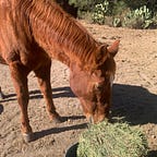 Surviving Healthcare