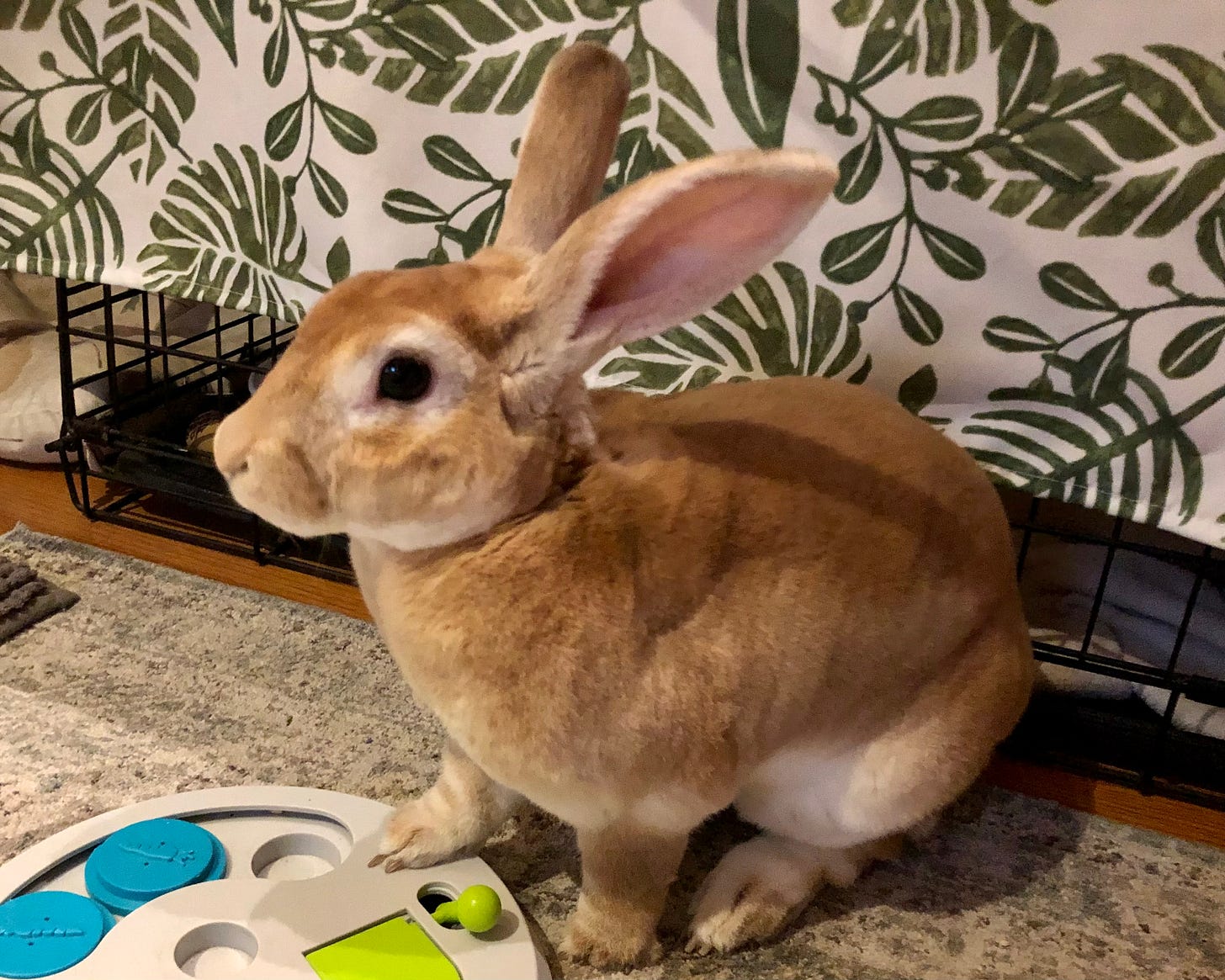 Rabbit