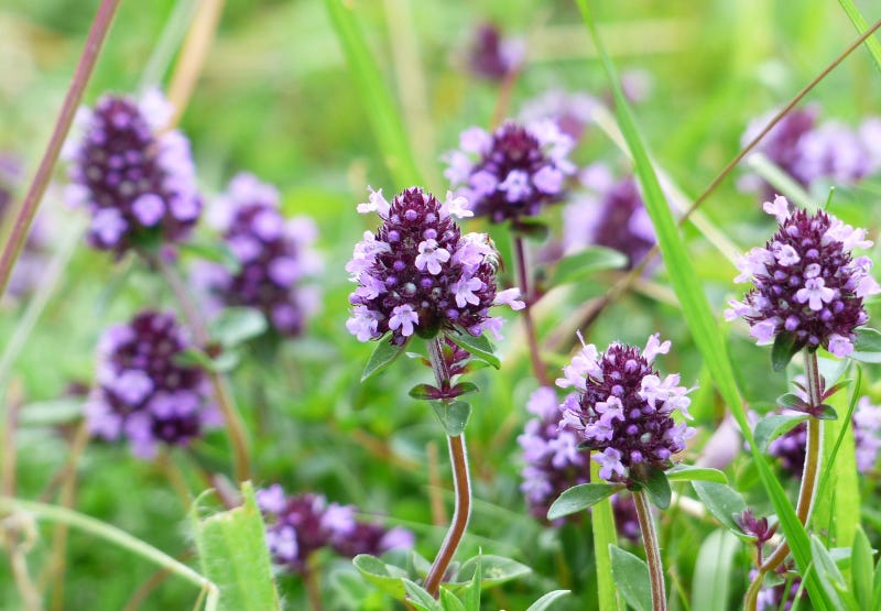 Thyme History Thyme History
