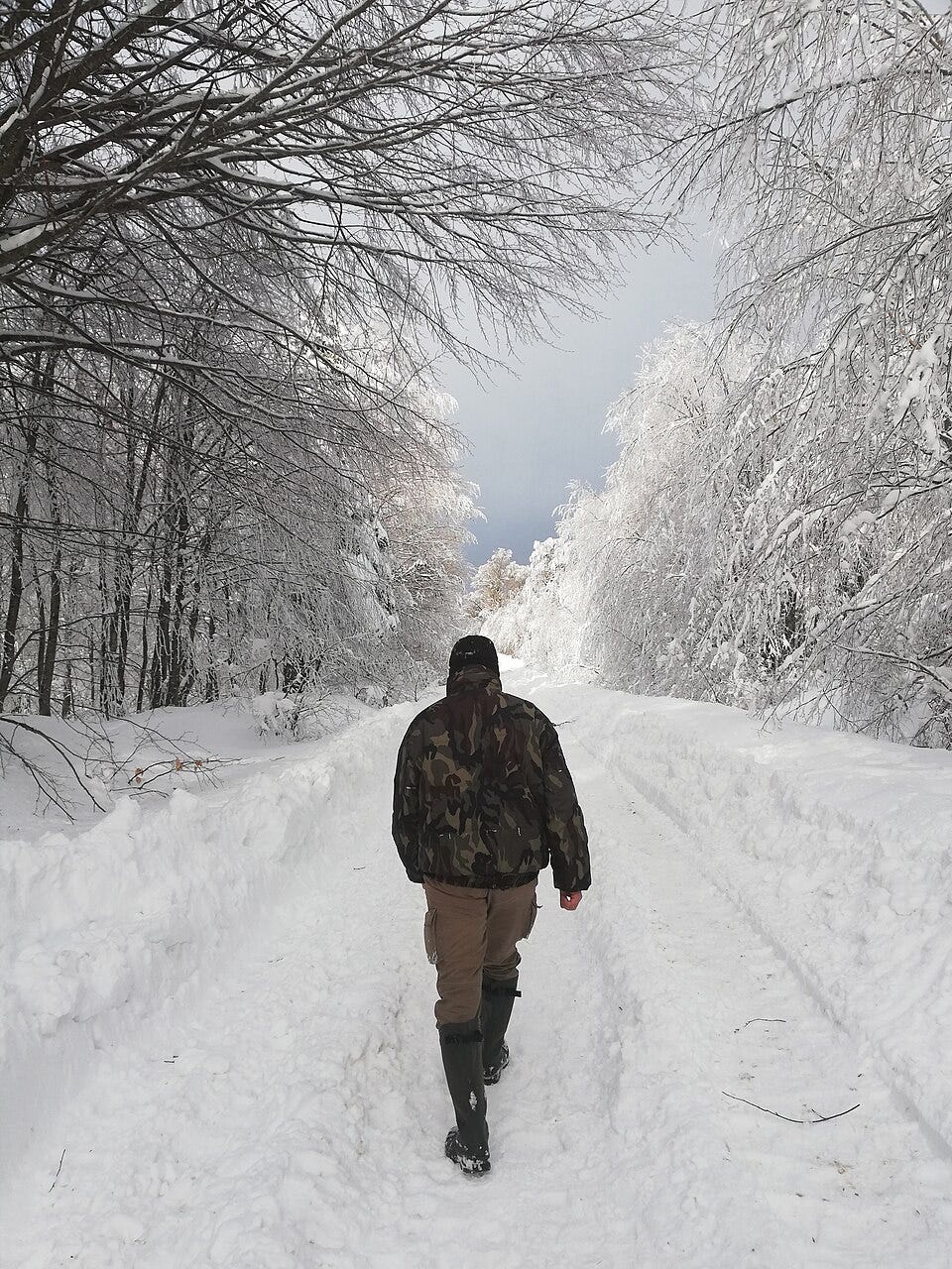 https://commons.wikimedia.org/wiki/File:Deep_into_the_forrest_of_kuzuyayla_nature_park.jpg