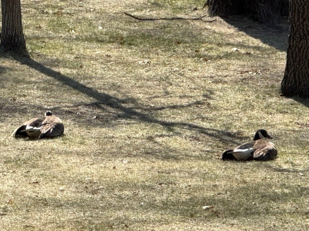 A group of ducks lying on the ground

AI-generated content may be incorrect.