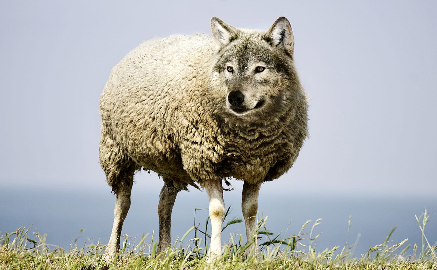 A color photo of a wolf's head on a sheep's body