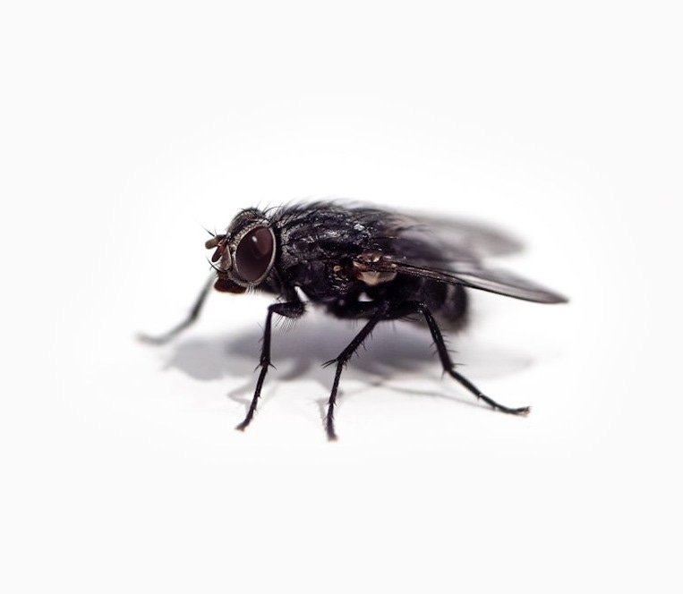 black fly on white surface black fly on white surface