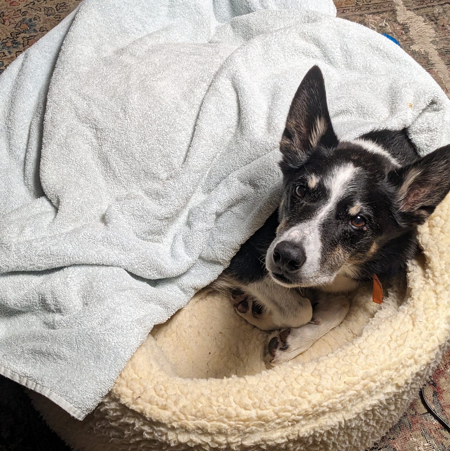 Dog curled up in a small bed with a blanket on top