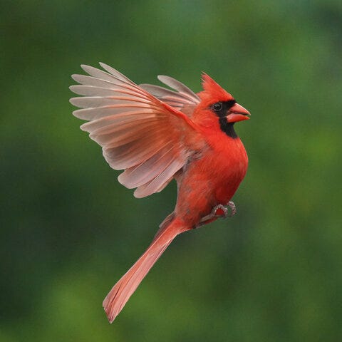 Vignettes of an American Life