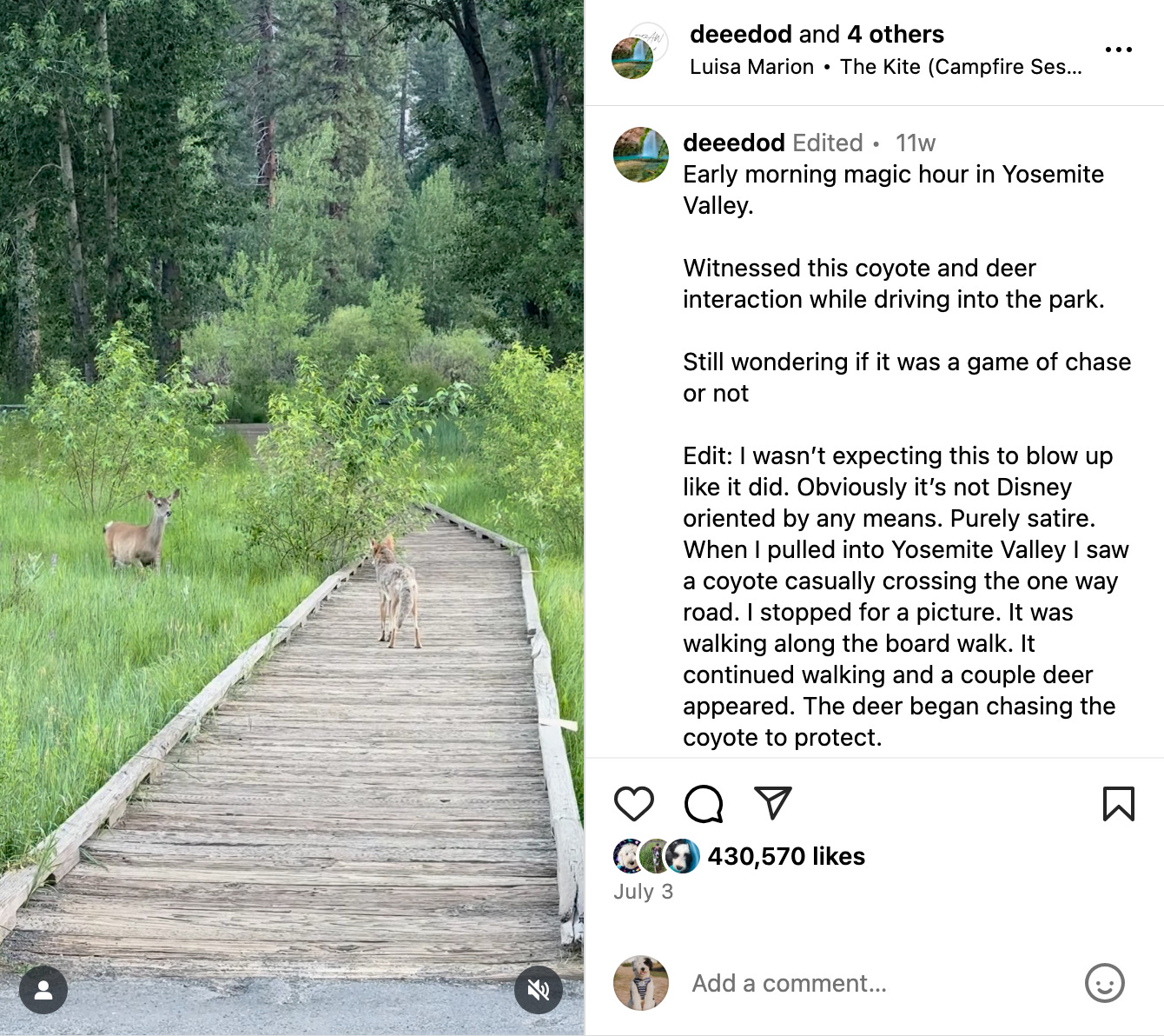 screenshot of reel from @deedod of coyote and deer 