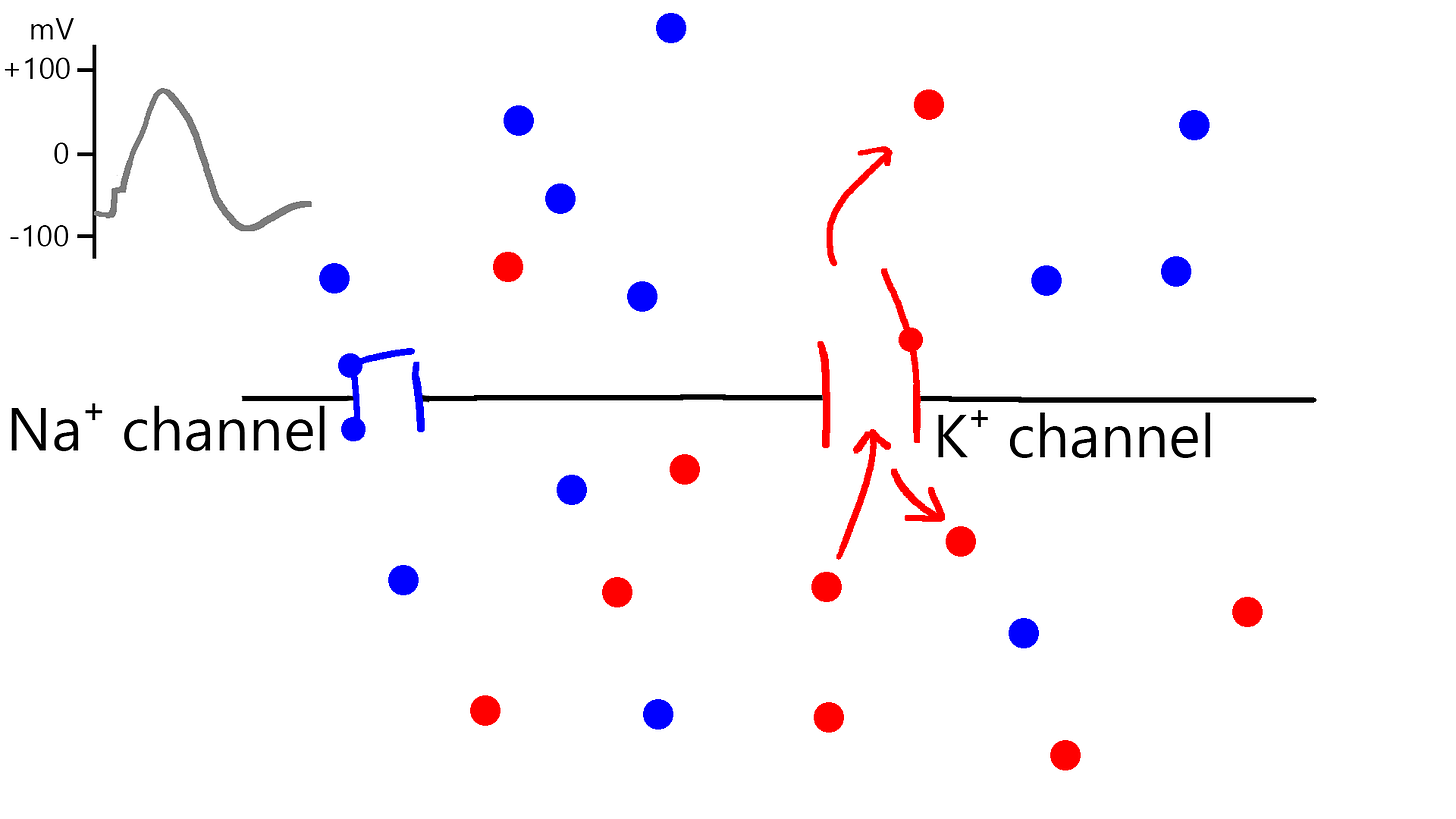 Na⁺ channel is closed. K⁺ has concentrations have leveled off around -73 mV, where K⁺ ions are equally likely to enter and exit the membrane. Na⁺ channel is closed. K⁺ has concentrations have leveled off around -73 mV, where K⁺ ions are equally likely to enter and exit the membrane.
