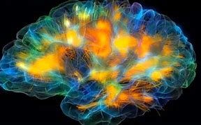 Image result for Human Brain Activity