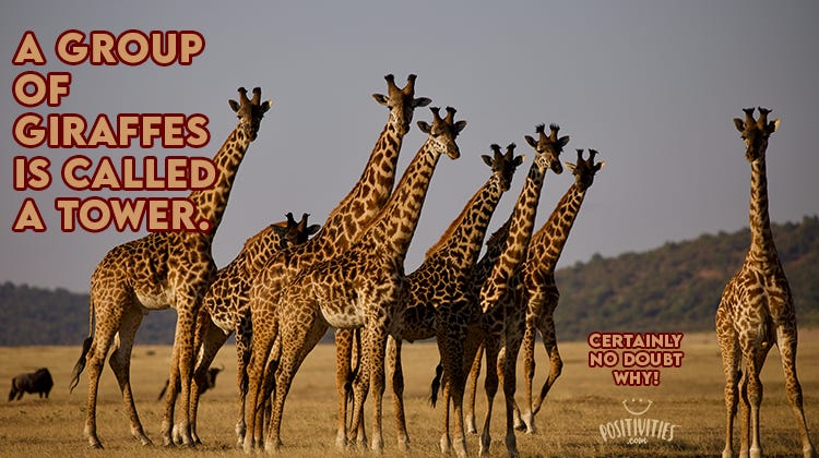 FF - 6-3-21 - FINAL-A group of giraffes is called a tower - Positivities.com