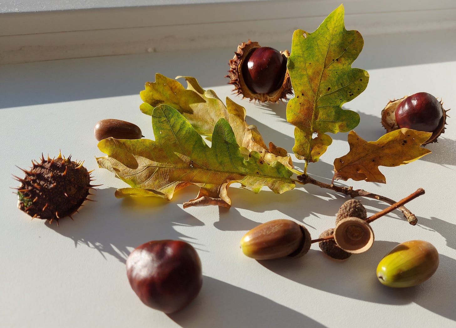 Chestnuts, acorns, oak leaves on a windowsill