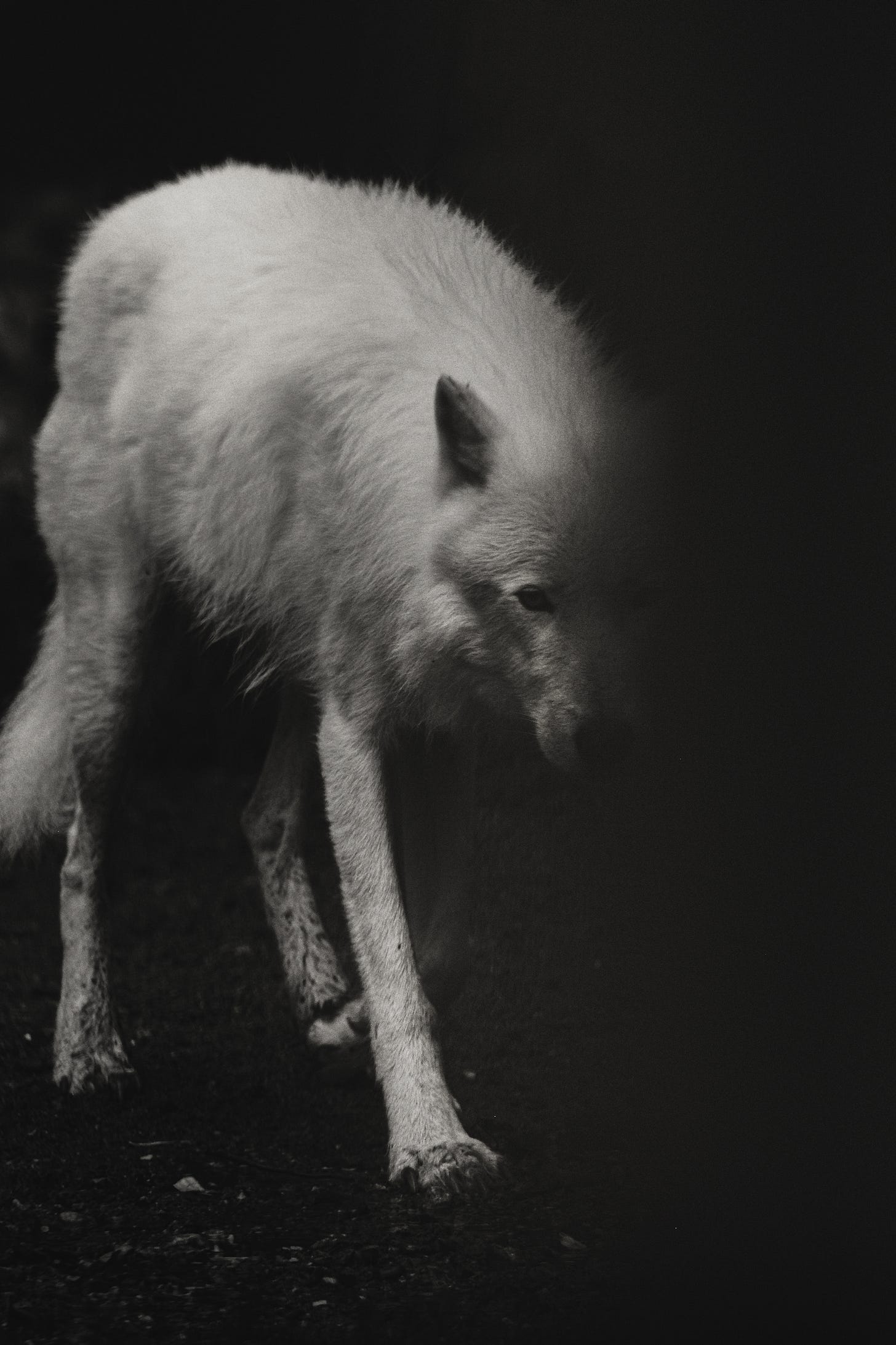 White Wolf