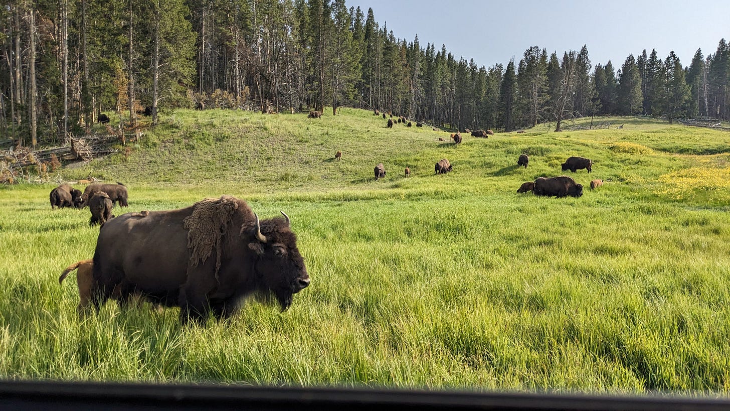 bison in grassy field