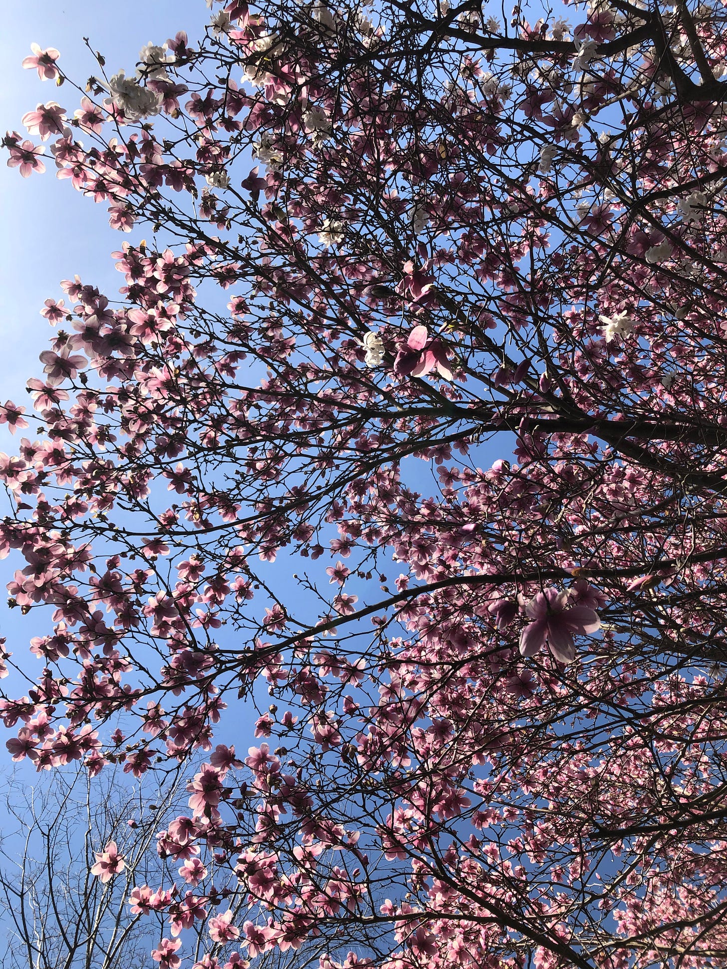 pink tulip magnolia tree against blue sky