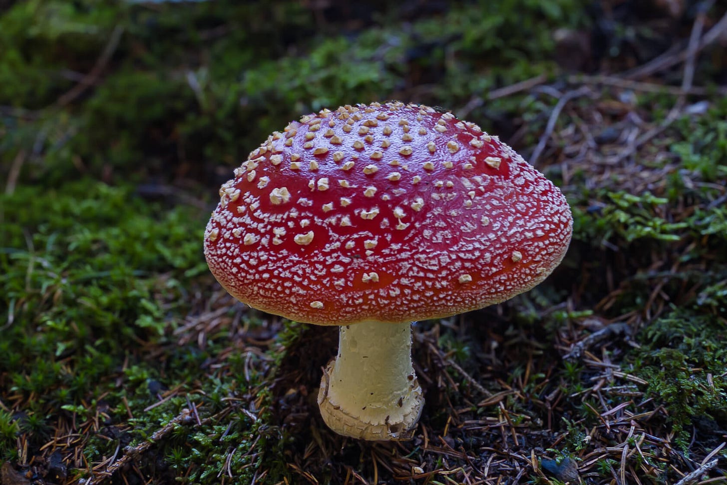 Nahaufnahme eines Fliegenpilzes (Amanita muscaria) mit leuchtend rotem Hut und weissen Punkten, gewachsen im moosigen Waldboden. Nahaufnahme eines Fliegenpilzes (Amanita muscaria) mit leuchtend rotem Hut und weissen Punkten, gewachsen im moosigen Waldboden.