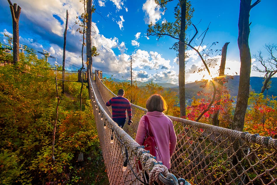 Treetop Skywalk at Anakeesta