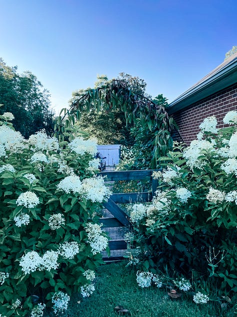 Tessa Pinner's garden