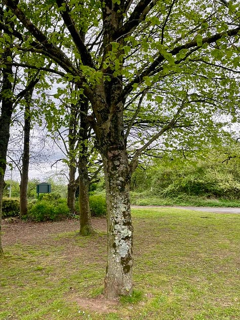 Linden tree