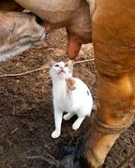 This cat really wants milk straight from the source 🐮😻