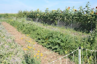 Please ignore the weeds in the zucchini